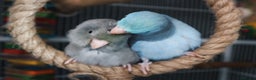 Parrots birds for sale: Pair of Parrotlet's  - Advert 12