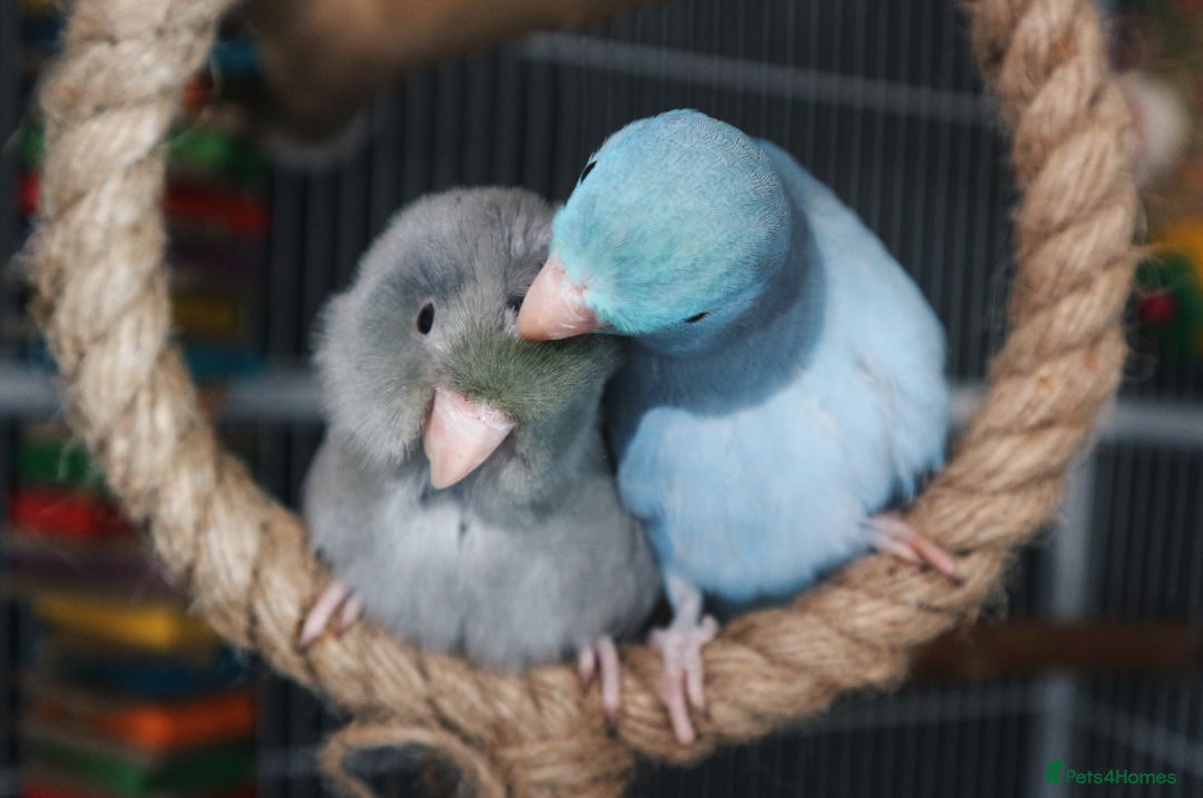Parrots birds for sale: Pair of Parrotlet's  - Advert 12