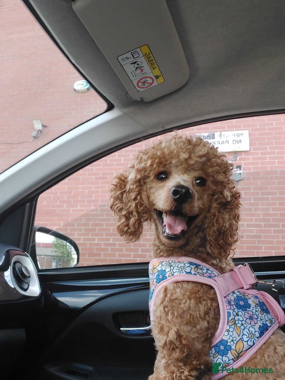 Toy Poodle dogs for sale: Red toy poodle girl LuLu - Image 3