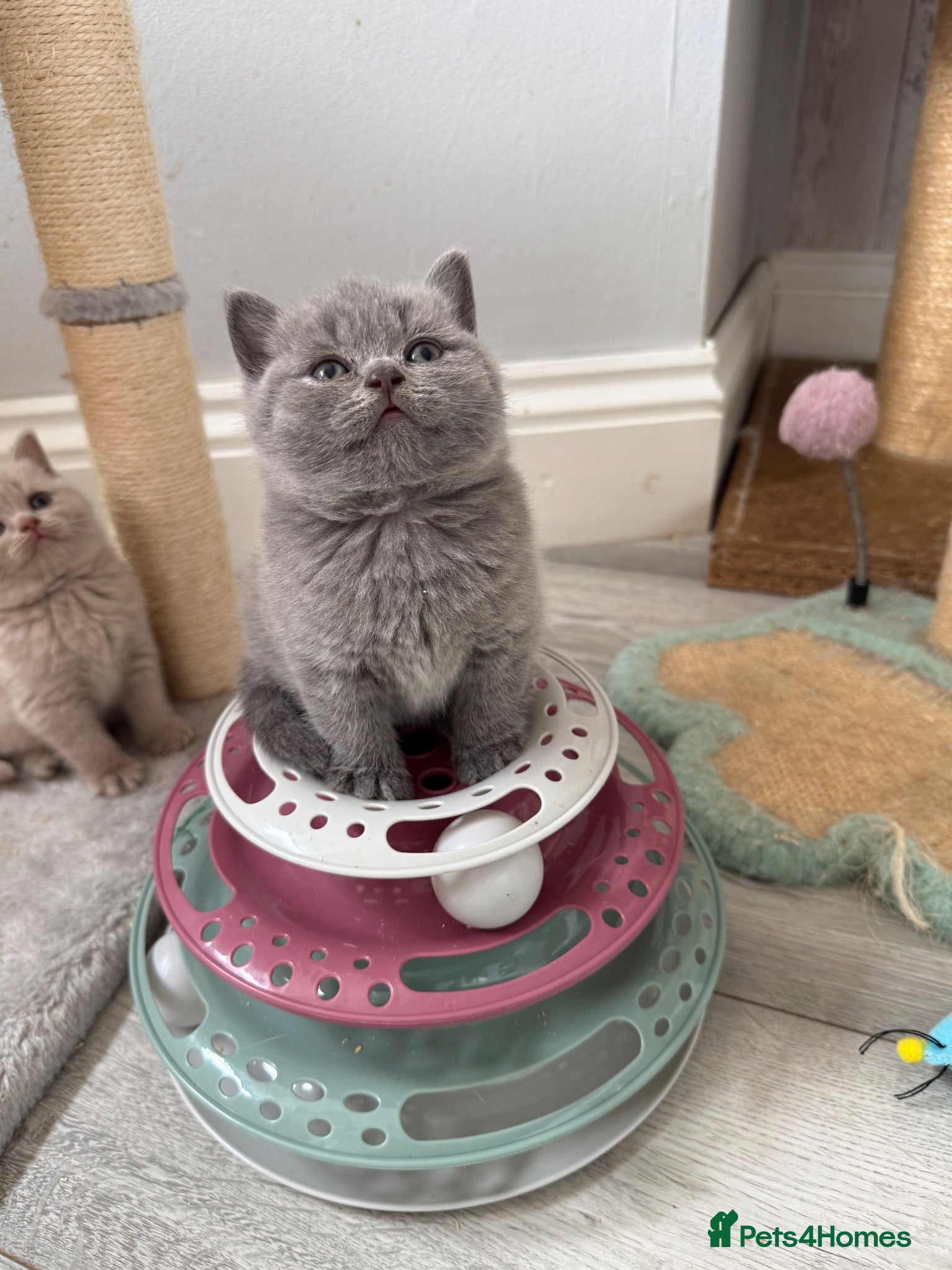 British Shorthair cats GCCF - BEAUTIFUL LITTLE TEDDY BEARS  - Advert 1