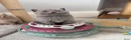 British Shorthair cats for sale: GCCF - BEAUTIFUL LITTLE TEDDY BEARS  - Advert 1