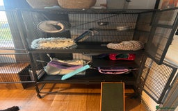 Ferret rodents for sale: 2 Bonded male ferrets, cage and full set up - Image 11