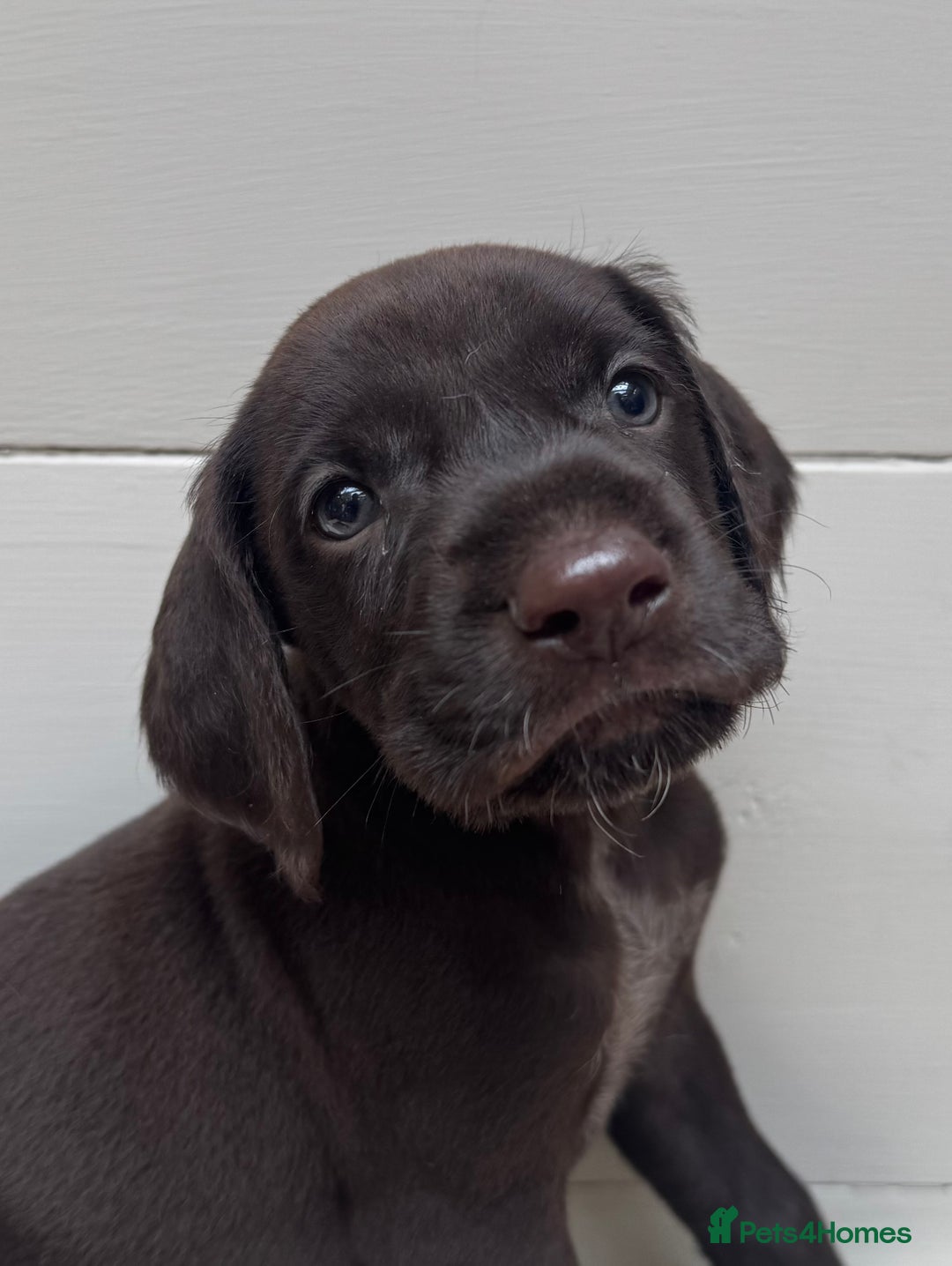 German Wirehaired Pointer dogs for sale: German Wire-haired Pointers of sale - Image 28