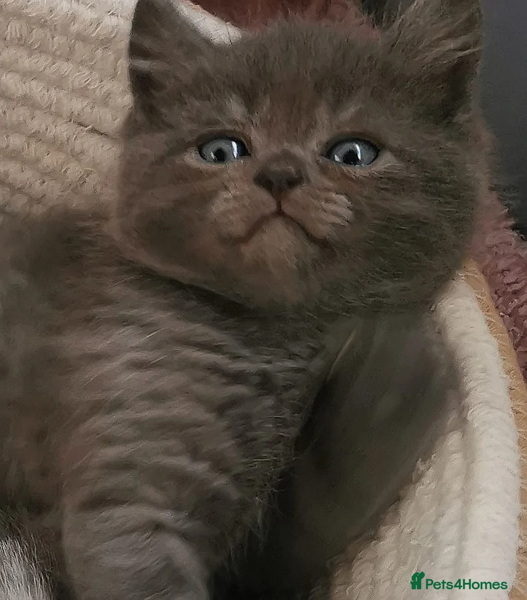Mixed Breed cats for sale: ❤️Luxury Chinchilla Persian Scottish Fold Kittens - Advert 35