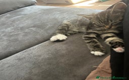 Abyssinian cats for sale: Kitten For Sale - Image 1