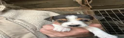 Jack Russell dogs for sale: Fantastic jack russel puppies - Advert 4