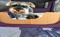 Miniature Schnauzer dogs for sale: miniature schnauzer puppy - Image 5