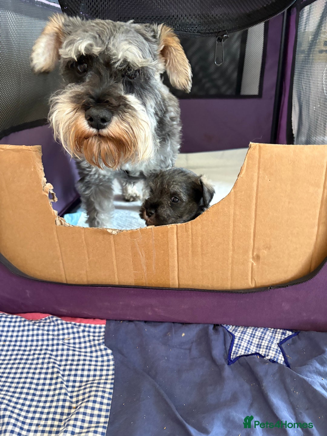 Miniature Schnauzer dogs for sale: miniature schnauzer puppy - Image 5
