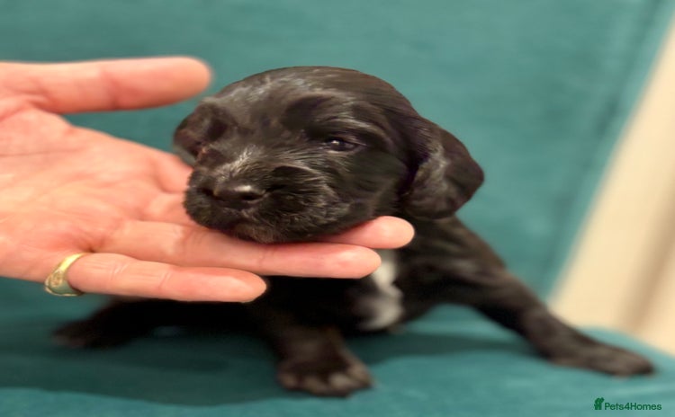Cocker Spaniel dogs - Advert 5