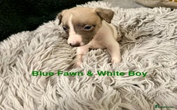 Whippet dogs for sale: 🏡 Ready Saturday! Kennel Club Whippet Puppies 🐾 - Image 6