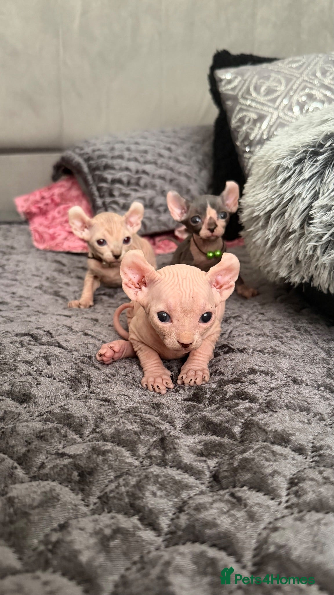 Sphynx cats Reservations Available NOW! 🦋🌺 - Advert 2