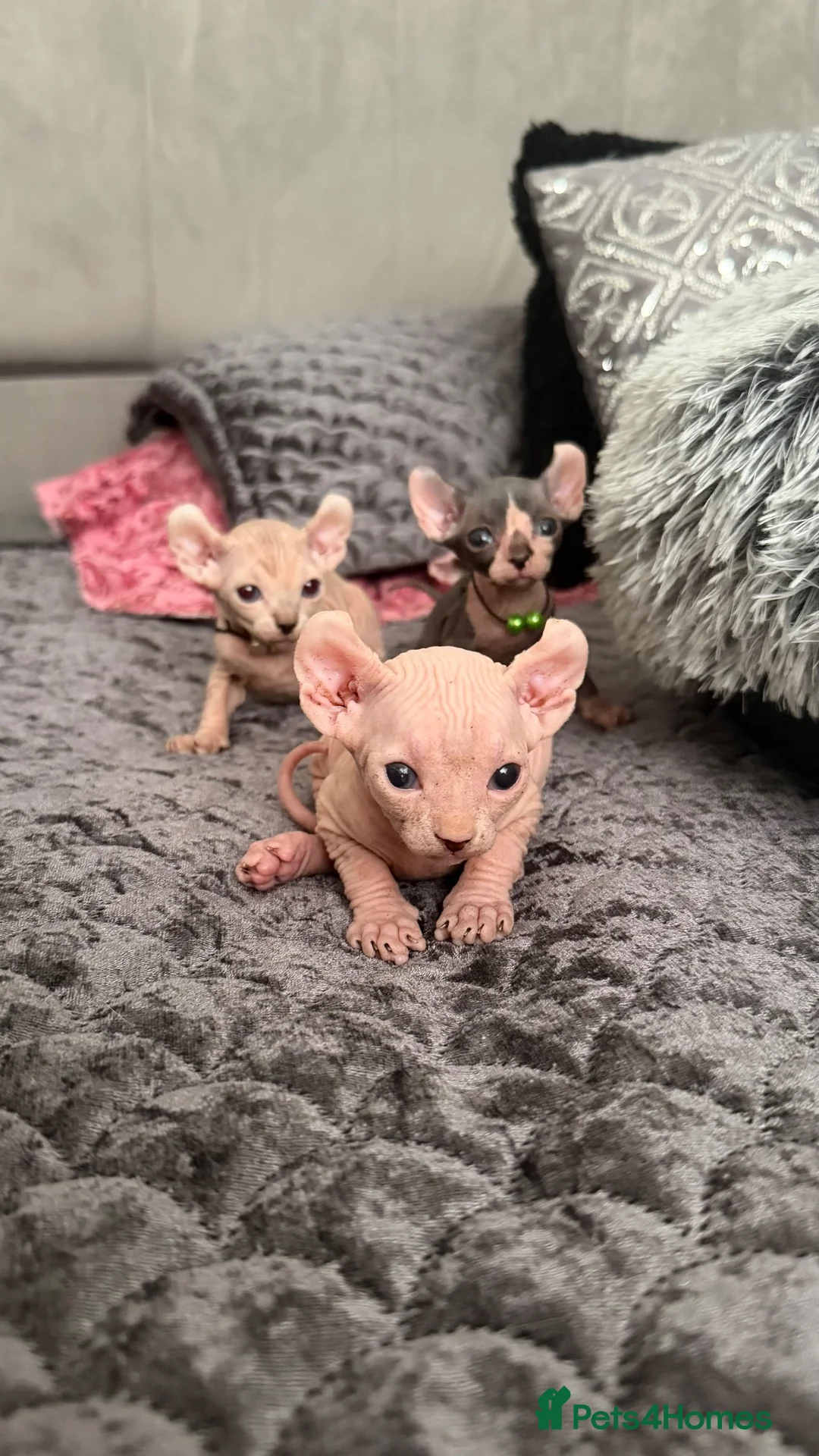 Sphynx cats for sale: Reservations Available NOW! 🦋🌺 - Advert 1