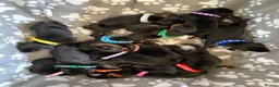 Dobermann dogs for sale: KC REGISTERED DOBERMAN PUPPIES - Advert 12