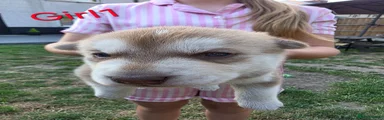 Siberian Husky 4