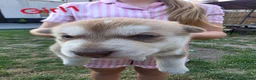 Siberian Husky dogs for sale: Siberian husky  - Advert 8