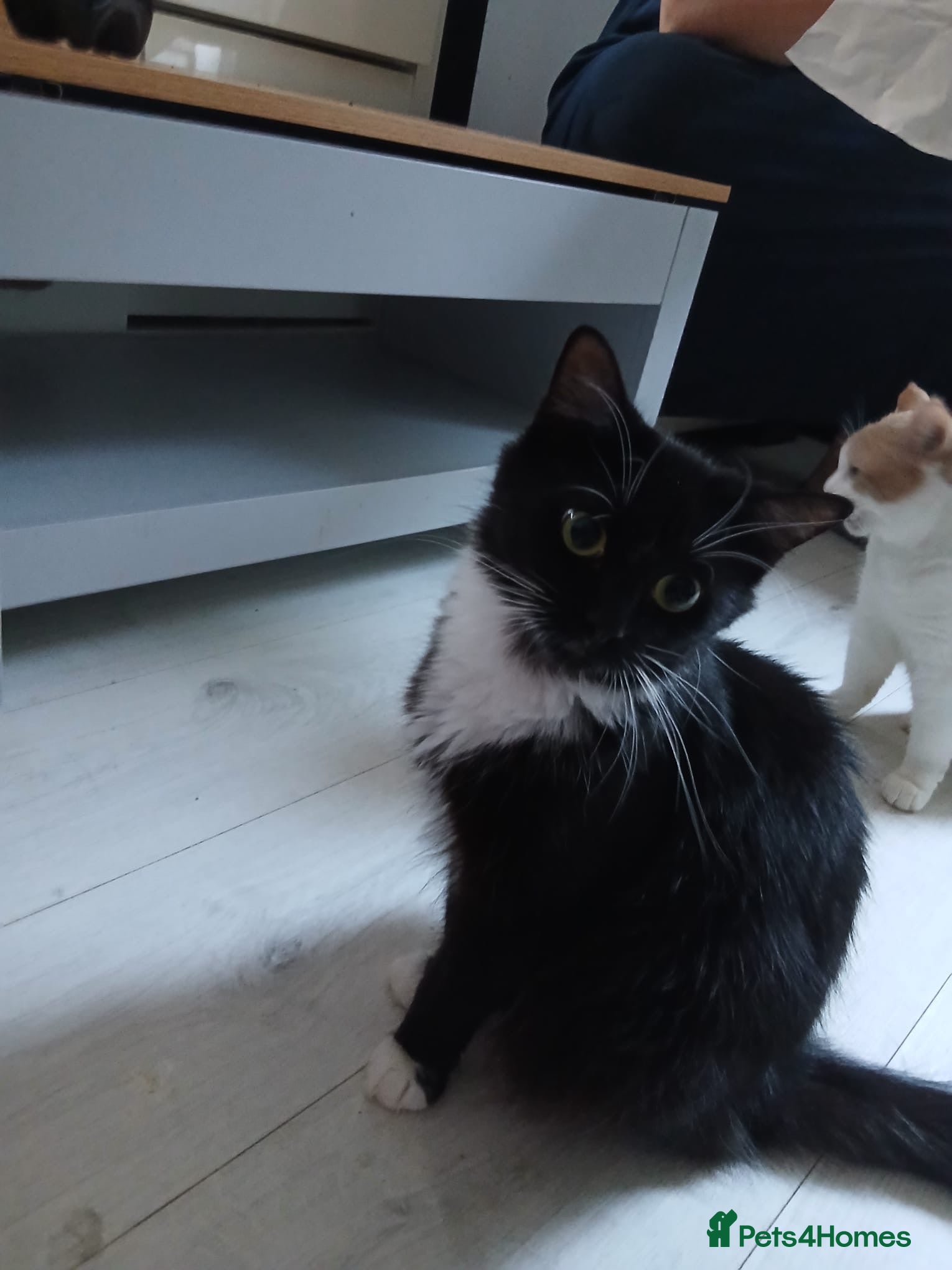 Mixed Breed cats Male kittens looking for loving forever home - Advert 2