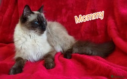 Ragdoll cats for sale: Ragdoll Kittens Looking for Loving Homes - Image 8