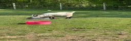 Goats livestock for sale: Gorgeous pygmy goat (billy) 🩵 in Hassocks - Advert 2