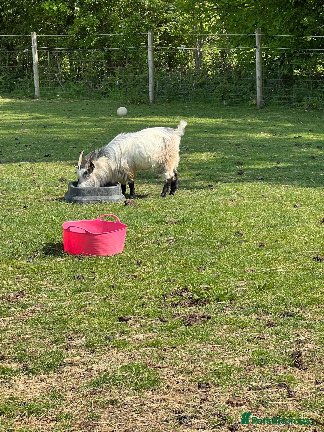 Goats livestock for sale: Gorgeous pygmy goat (billy) 🩵 in Hassocks - Advert 2