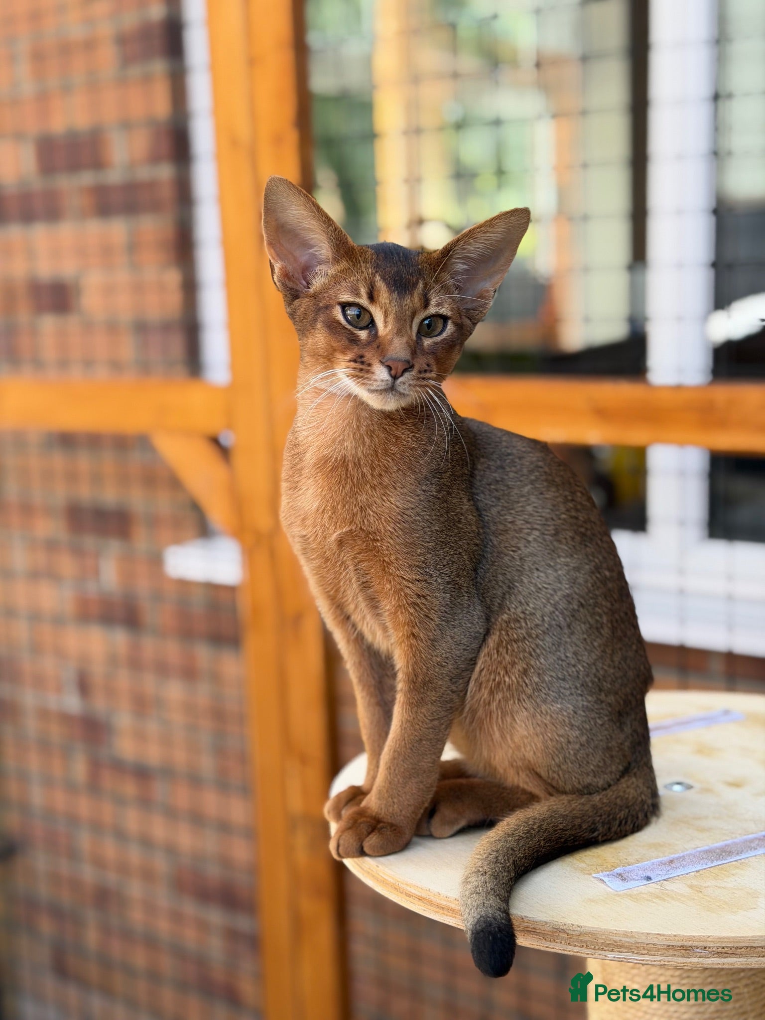 Abyssinian cats Last amazing kitten 😻 - Advert 1