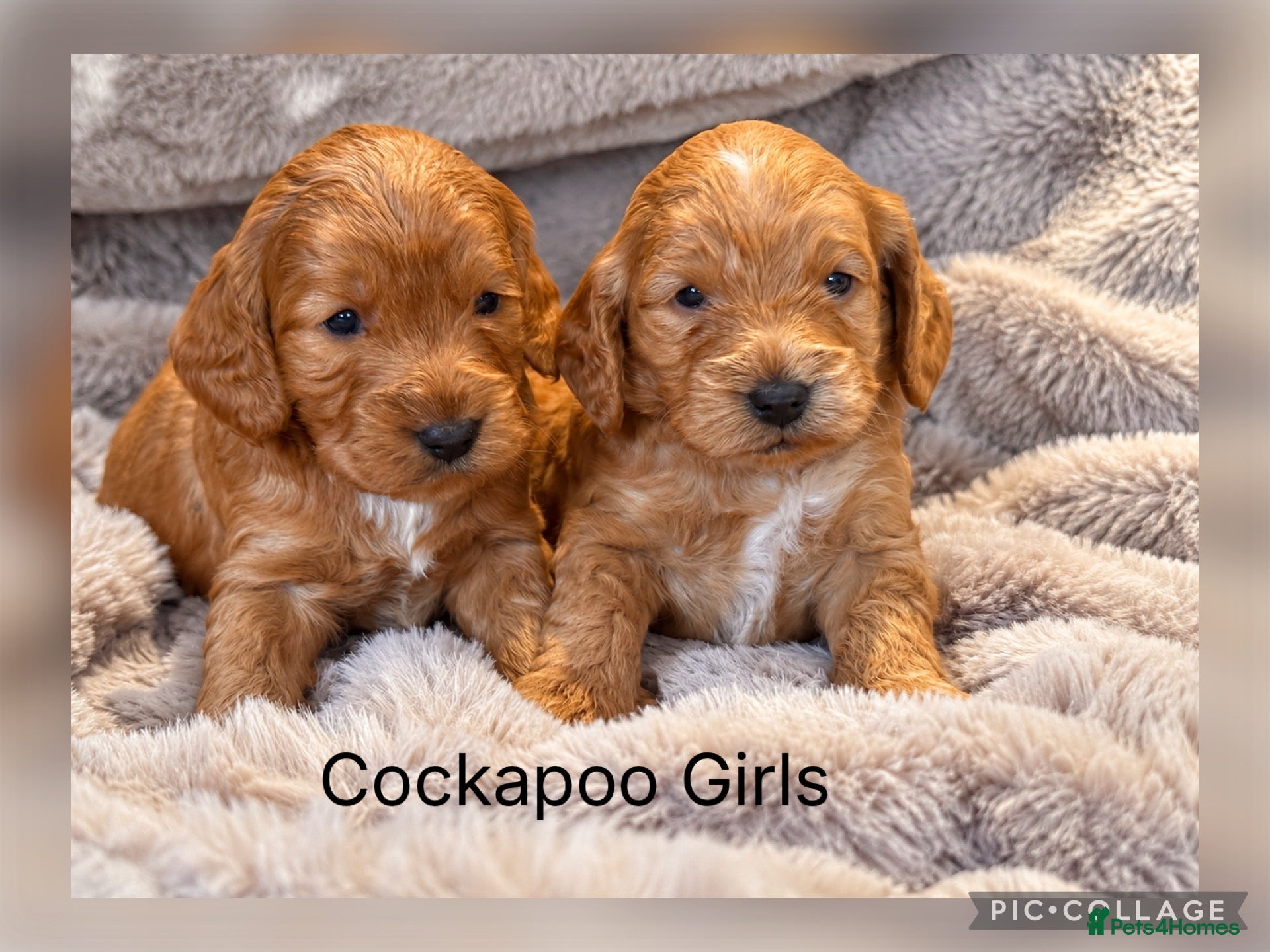Cockapoo dogs F1 Gorgeous Cockapoo’s - Advert 1