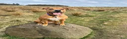 Mixed Breed dogs for sale: Having to rehome my dog Millie  - Advert 5