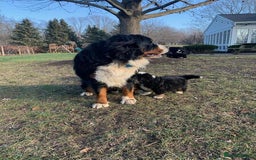 Bernese Mountain Dog dogs for sale: Bernese Mountain Puppies - Image 10