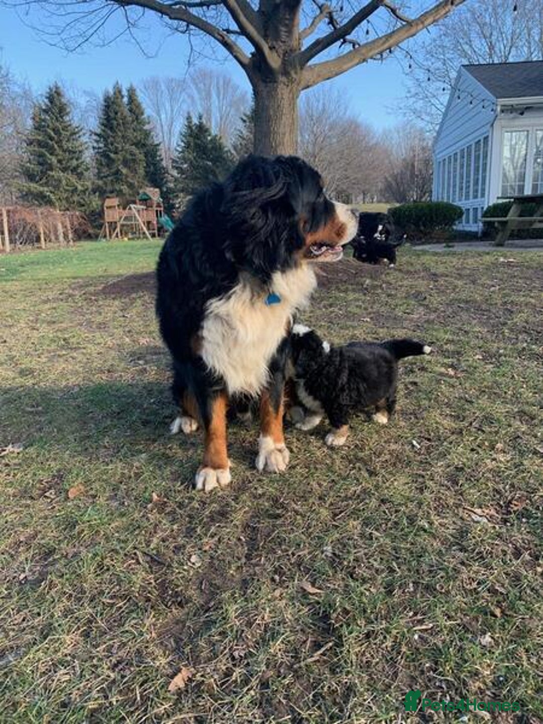 Bernese Mountain Dog dogs for sale: Bernese Mountain Puppies - Image 10