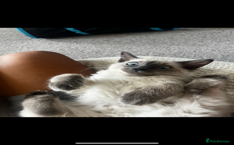 Ragdoll cats - Advert 10