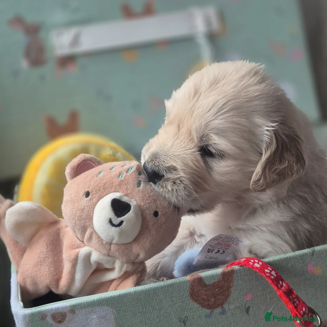 Golden Retriever dogs for sale: Beautiful Golden retriever Puppies - Advert 2