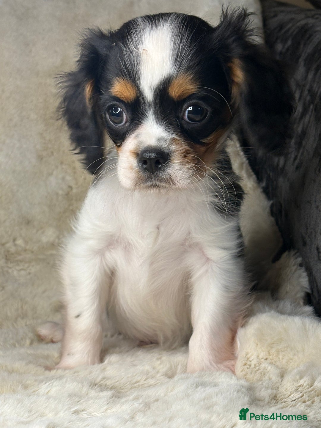 Cavalier King Charles Spaniel dogs for sale: Health tested cavalier puppies  - Advert 28