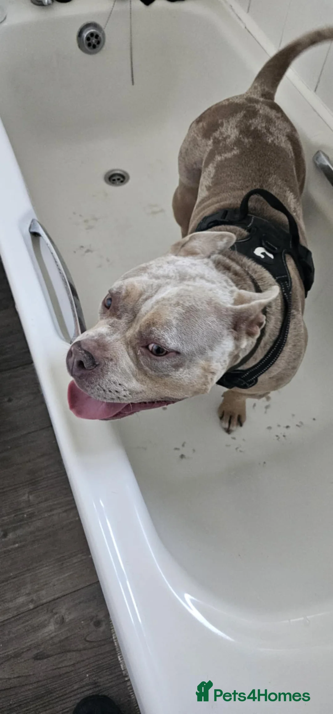 American Bully dogs for sale: Marley - Pocket Bully - Advert 2