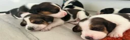Beagle dogs for sale:     Stunning Beagle Puppies – 4 Boys & 4 Girls - Advert 7