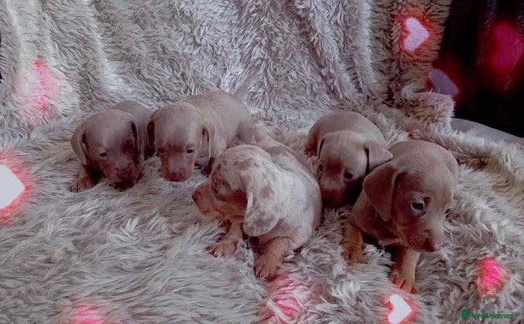 Miniature Dachshund dogs - Advert 8