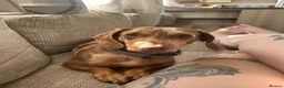 Miniature Dachshund dogs for sale: Male miniature dachshund  - Advert 1