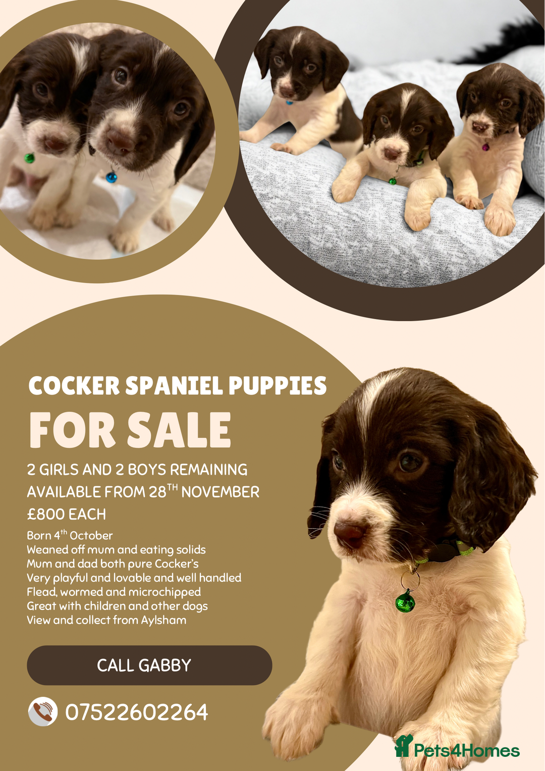 Cocker Spaniel dogs for sale: Cocker spaniel puppies ready for forever home - Advert 2