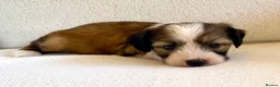 Tibetan Terrier dogs for sale: Beautiful Kc Registered Tibetan Terrier Puppies - Advert 32
