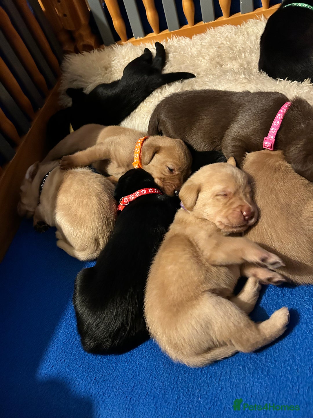 Labrador Retriever dogs for sale: Beautiful Labrador puppies 4 coats colour  - Image 9
