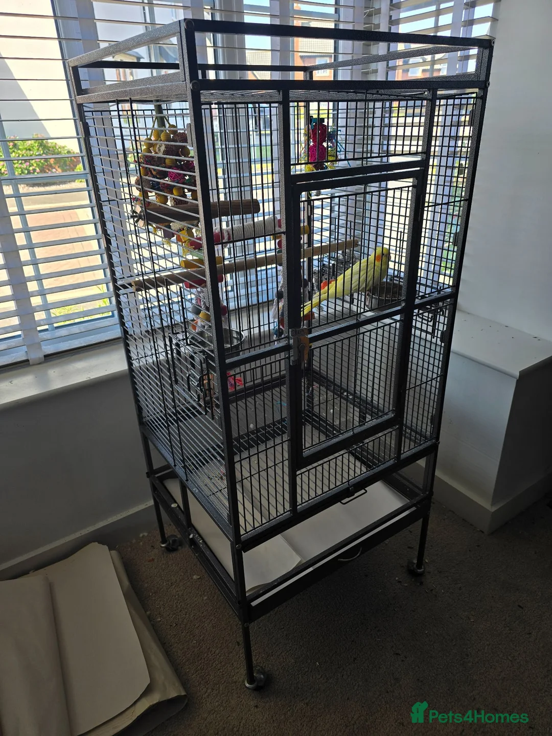 Cockatiels birds for sale: Friendly Hand Tame Cockatiel + Full Setup (Cage) - Advert 4