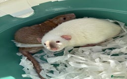 Rat rodents for sale: 4 Male Rats with cages  - Image 2