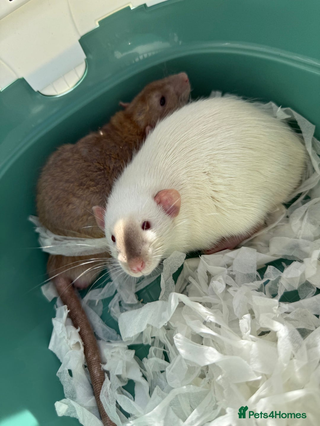 Rat rodents for sale: 4 Male Rats with cages  - Image 2