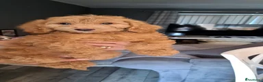Cockapoo 3