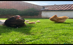 Chickens poultry for sale: Orpington chickens  - Image 2