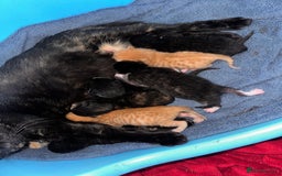 Mixed Breed cats for sale: 7 beautiful kittens available. - Image 9