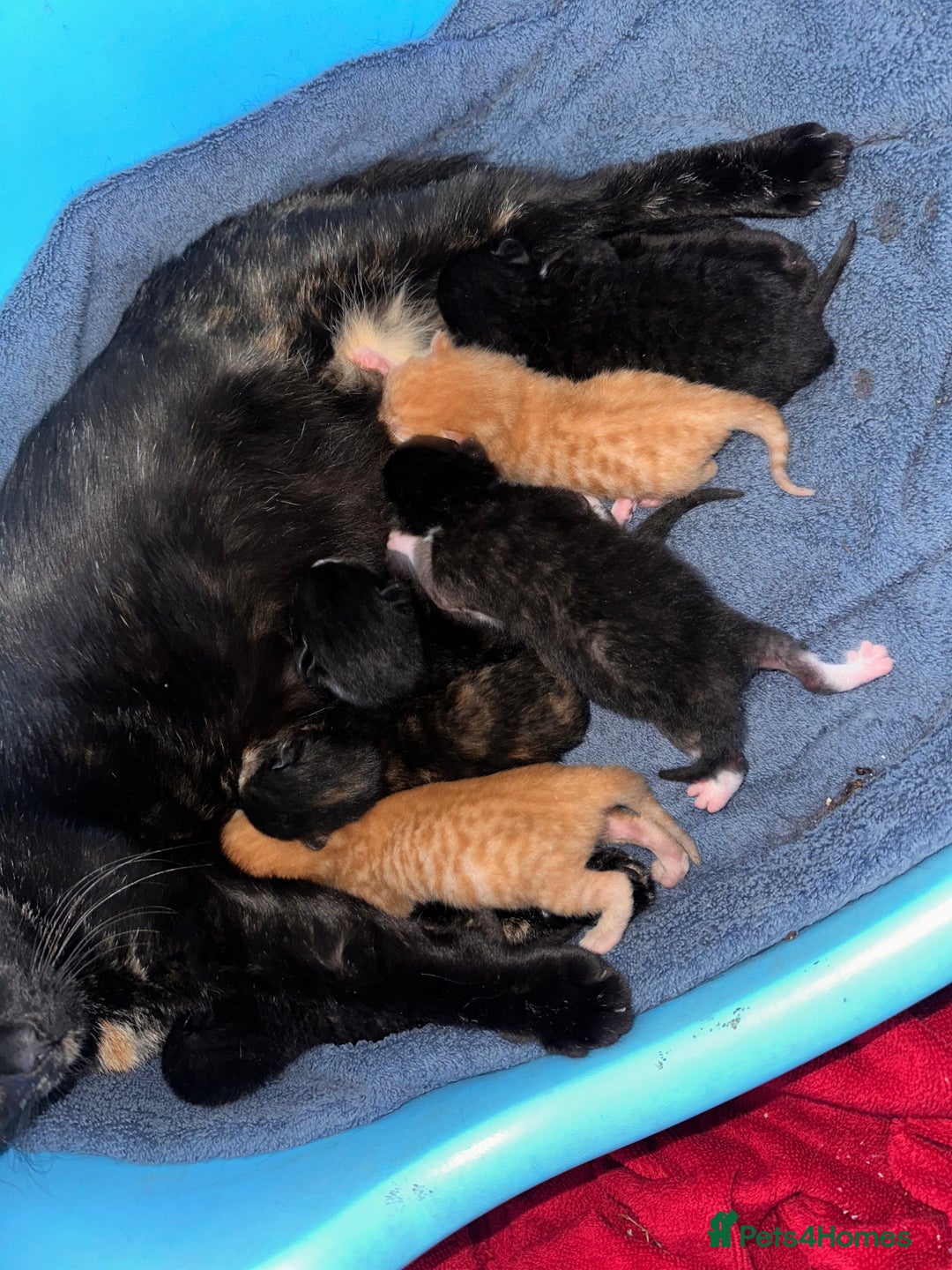 Mixed Breed cats for sale: 7 beautiful kittens available. - Image 9