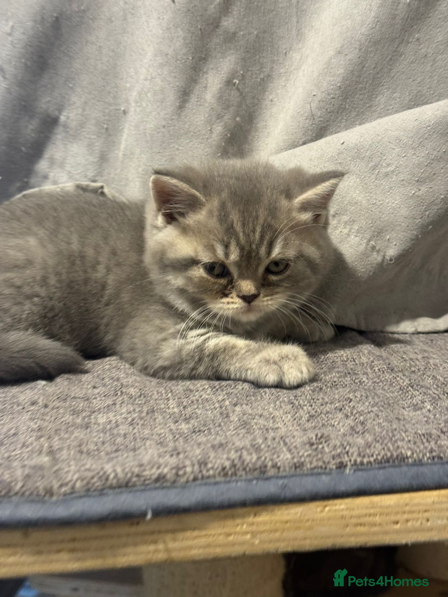 British Shorthair cats Amazing pure breed BSH/BLH - Advert 6