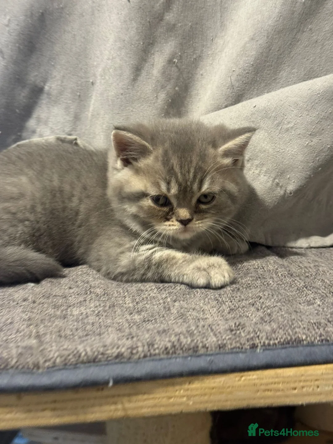 British Shorthair cats for sale: Amazing pure breed BSH/BLH - Advert 1