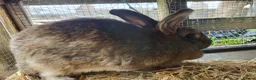 Mixed Breed rabbits for sale: Mixed breed rabbits in Bridgend - Advert 6