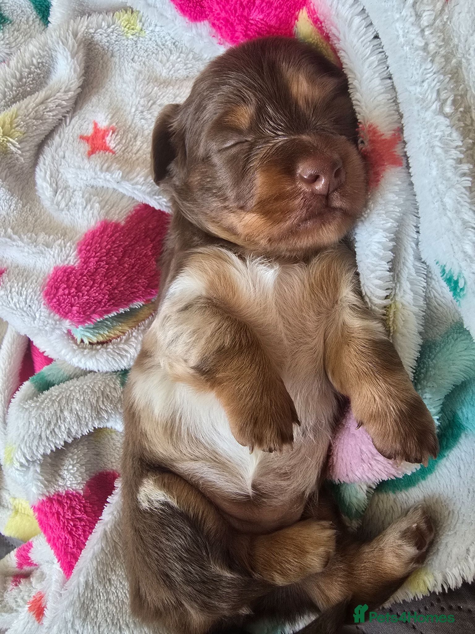 Miniature Dachshund dogs Adorable girl - Advert 13