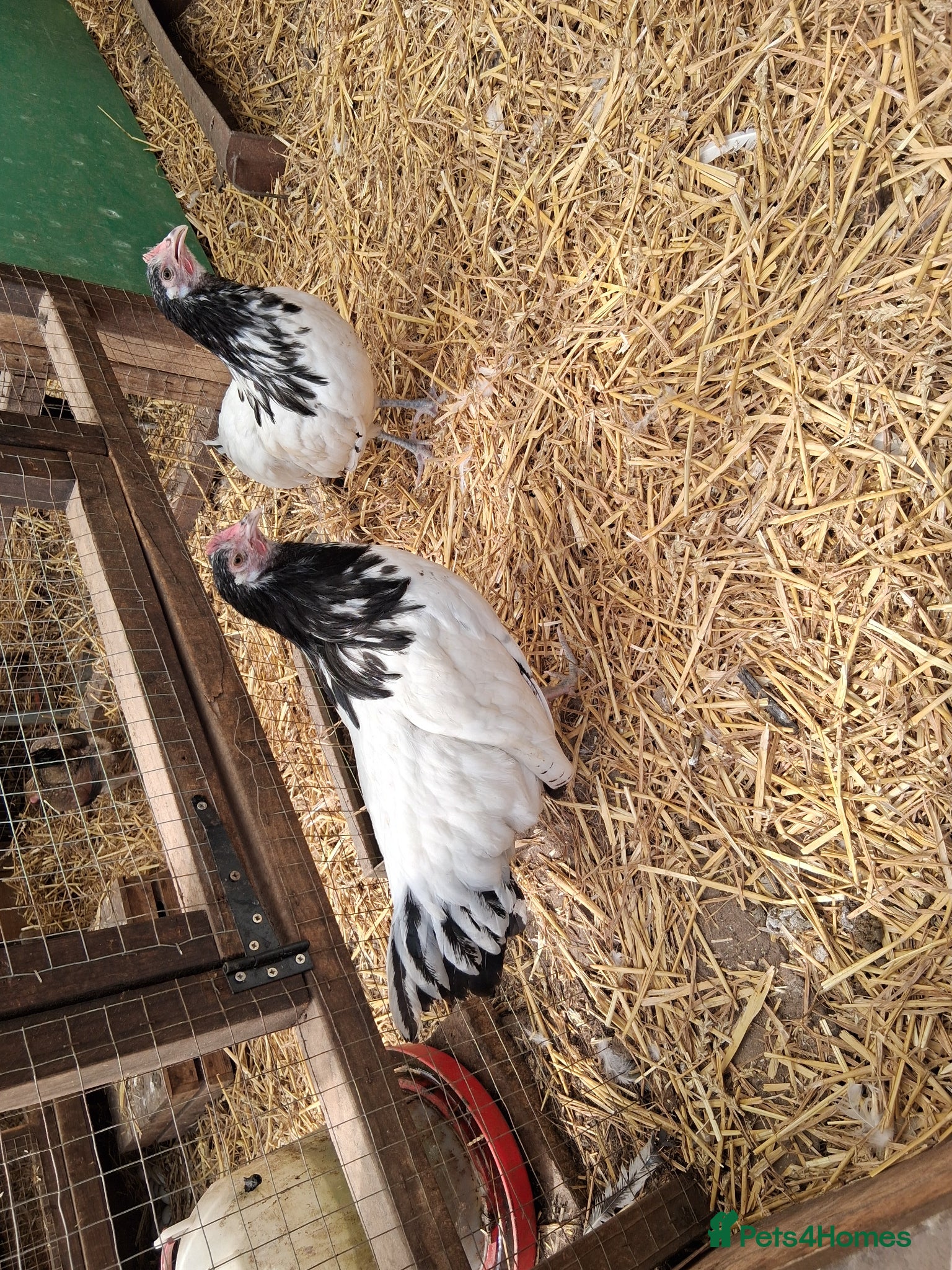 Chickens poultry Lakenvelder bantams  - Advert 2